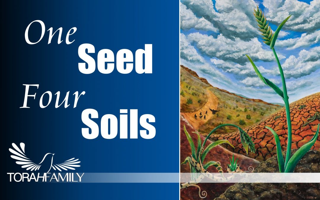 One Seed, Four Soils
