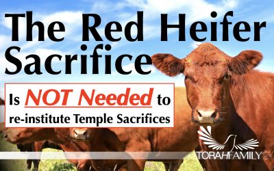 The Red Heifer Sacrifice