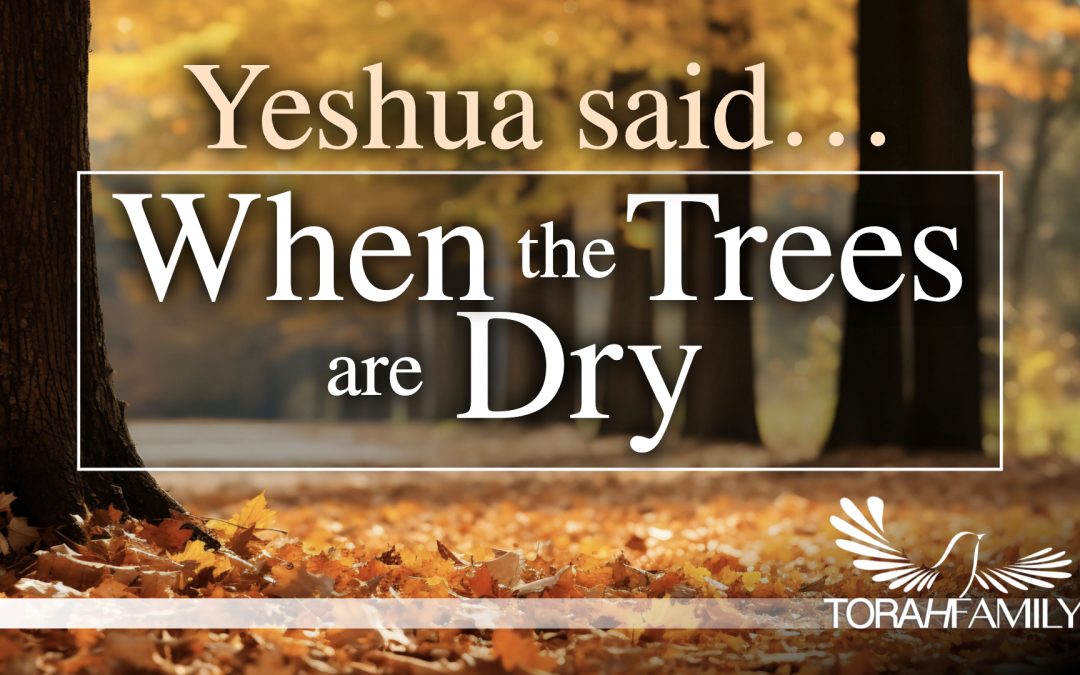 Yeshua said… When the Trees are Dry