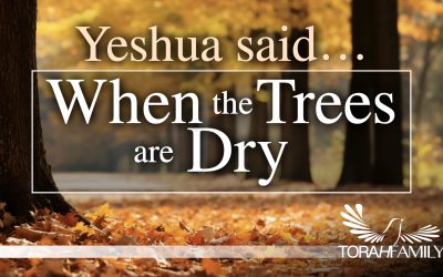 Yeshua said… When the Trees are Dry